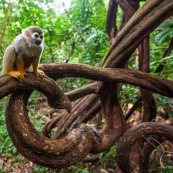 Lianes Guyane française. Forêt. Singe écrureuil. Saimiri sciureus. Ilet la mère.