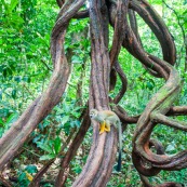 Lianes Guyane française. Forêt. Singe écrureuil. Saimiri sciureus. Ilet la mère.