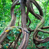 Lianes Guyane française. Forêt. Singe écrureuil. Saimiri sciureus. Ilet la mère.
