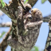 Paresseux à trois doigts (Bradypus tridactylus), Paresseux à gorge claire, Mouton paresseux ou Aï. Mère et son bébé. Sentier du Rorota. Guyane.