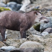 Tapir après l'attaque.