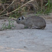 Cochon d'inde sauvage