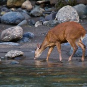 Cerf