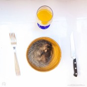 Didelphis marsupialis . Pian Guyane Jeune bébé pian endormi dans un bol avec des croquettes pour chat. A table avec couteau et fourchette. Humour. Animal vivant à manger a table. Dans l'assiette. Marsupial opossum.