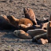 Lion de mer et son harem