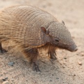 Armadillo peludo