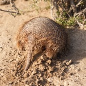 Armadillo peludo dans son trou