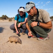 Découverte du tatou