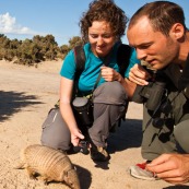 Découverte du tatou