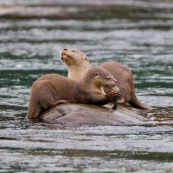 Loutre neotropicale