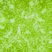 Feuille d'Hibiscus observée au microscope. Stomates visibles.