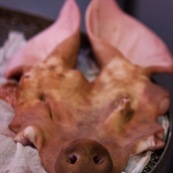 Tete de cochon peau groin boucherie.