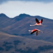 Flamants du Chili