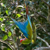 Perroquet. Ara militaris. Ara militaire. Accroché dans un arbre, tete en bas, en train de manger un fruit.