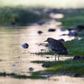 Garza Bruja, en attente 3