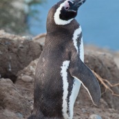 Manchot de Magellan
