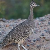 Tinamou élégant.