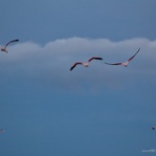 Phoenicopterus chilensis. Famille : Phoenicopteridae. Flamant du Chili, proche parent du flamant rose.Dans l'eau du lac Titicaca au levé du soleil.