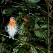 Grallaria dignissima