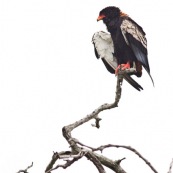 Bateleur des savanes - Terathopius ecaudatus