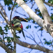 Toucanillo. Toucan.
