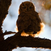Le Hibou de Los Alerces