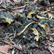 Pelote du Hibou de Los Alerces