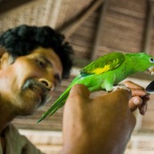 Homme tenant une perriche dans les pains (perroquet). Lui donne a manger.