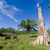 Deforestation a Amboro