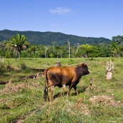 Dans la zone tampon du parc national amboro, deforestation pour elevage de betail (vaches). Au premier plan un reste d'arbre brule. Seuls les palmiers sont laisses sur pied car ils servent a faire les toits des habitations traditionnelles de la region. En arriere-plan : les montagnes du parcs Amboro. Bolivie.
