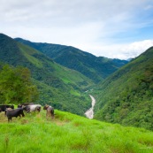 Troupeau de vaches en montagne