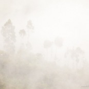 Arbres dans la brume. Silhouettes.
