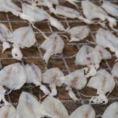 Seche calamar en train de secher au soleil a Hong-kong peche sur un filet.