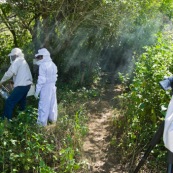 Apiculture en foret. Personne en train de filmer. Ruche. Apiculteurs. EN costume. Avec l'appareil pour faire de la fumée.