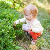 Bebe petite fille enfant en train de ramasser des myrtilles dans les cevennes. Fruits sauvages. Dans la foret. Avec une boite.