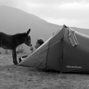 En montagne, un ‚ne (‚non) viens ‡ la rencontre d'une femme (randonneuse) venant de se lever et ouvrant la porte de sa tente. Bivouac prËs dun refuge, les montagnes en arriËre plan.
