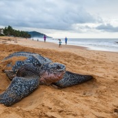 Tortue luth, Dermochelys coriacea. Guyane au lever du soleil, plage des salines à Rémire Montjoly. Mer en fond.  En train de pondre. Ponte. Trou dans le sable.