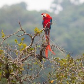 Ara macao a Saul en Guyane. Perroquet Rouge. Oiseau.