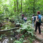 Randonnee a Saül en foret tropicale amazonienne. Riviere. Crique. Sentier Roche bateau. En famille. Avec des enfants et bebe.  Parc amazonien de Guyane.