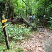Randonnee a Saul en foret tropicale amazonienne. Riviere. Crique. Sentier Roche bateau. En famille. Avec des enfants et bebe. Pont suspendu.  Parc amazonien de Guyane.