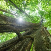 Arbre remarquable a Saul en Guyane. Foret tropicale amazonienne. Parc amazonien de Guyane.