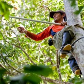 Botaniste dans la jungle sur le terrain en train de prélever des échantillons de feuilles, fruits et fleurs d'arbre. En train de grimper dans un arbre, avec une perche pour couper les branches. Possède un "piège à loup" aux pieds pour grimper dans les arbres.