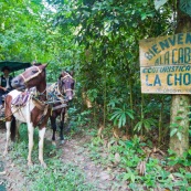Cariole à cheval dans la forêt tropicale. Carrosse.