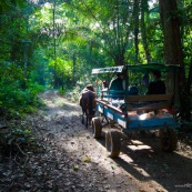 Cariole à cheval dans la forêt tropicale. Carrosse.