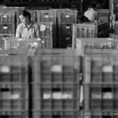 Usine en CHine. Ouvriers serrieres des bacs ou s'accumulent les produits.