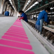 Usine chinoise de fabrication de chaussures et autres produits (protections, sacs...). Ouvriers a la chaine, en train de realiser des serigraphies. Chine, Shenzhen, usine du monde. Travail plus de 70 heures par semaine, a faible couts, pour utilisation des produits par les pays "riches". Coloration de tissus en rose.