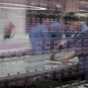 Usine chinoise de fabrication de chaussures et autres produits (protections, sacs...). Ouvriers a la chaine, en train de realiser des serigraphies. Chine, Shenzhen, usine du monde. Travail plus de 70 heures par semaine, a faible couts, pour utilisation des produits par les pays "riches". Serigraphies roses sur film plastique.