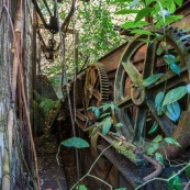 Ancienne rhumerie a Matoury, Guyane francaise.  Engrenages. La vegetation reprend ses doits.