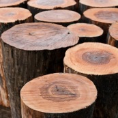 En Chine, troncs d'arbre destinés a la fabrication de planches de skateboards. Usine.