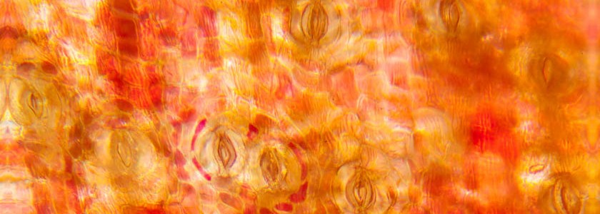 Micro paysages végétaux de Guyane